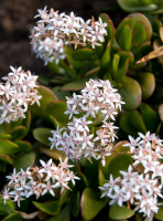 flor de arbol de jade (R)